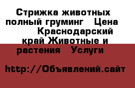 Стрижка животных, полный груминг › Цена ­ 800 - Краснодарский край Животные и растения » Услуги   